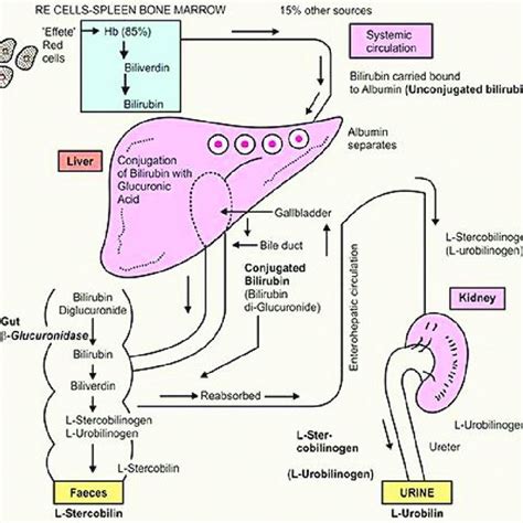 The schematic of bilirubin metabolism [4]. | Download Scientific Diagram