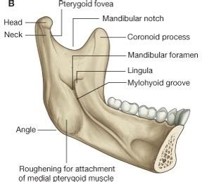 Pterygoid Fossa Mandible