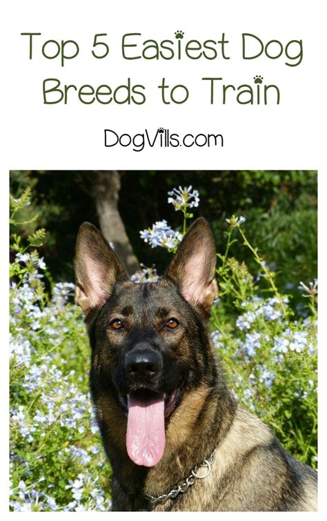 What are the Top 5 Easiest Dogs to Train?- DogVills