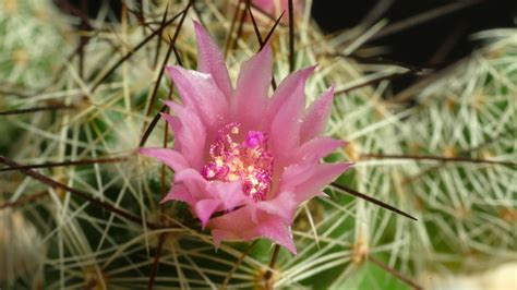 Cactus flower blooming time lapse. 17360361 Stock Video at Vecteezy