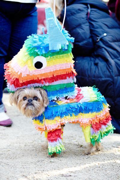 The Clever Dogs Who Won At Halloween | OUR PETS | Dog costumes funny, Pet halloween costumes ...