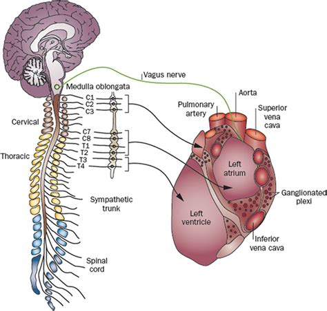 Role of the Autonomic Nervous System in Modulating Cardiac Arrhythmias | Circulation Research