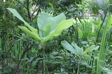 Centenary College Arboretum: Magnolia macrophylla