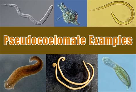 15 Pseudocoelomate Examples – StudiousGuy