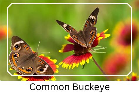 Buckeye Butterfly Life Cycle