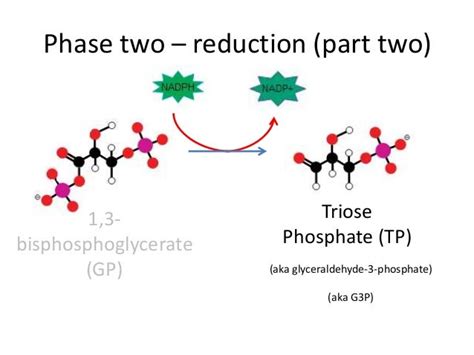 Photosynthesis 6 light independent reaction