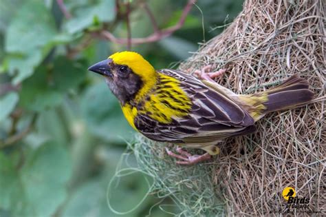 Baya Weaver (Ploceus philippinus) | Birds of Gujarat