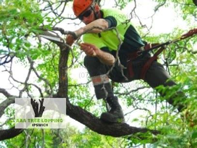 Tree Removal in Springfield Lakes