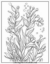 Seaweed Coloring Pages Free Downloads  Sheets For Kids sketch template