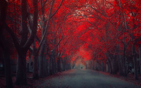 🔥 [43+] Red Tree Wallpapers | WallpaperSafari