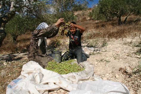 Raising the Olive Branch in Solidarity with Palestinian Olive Farmers ...