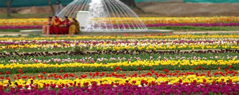 Top 10 Amazing Gardens in Kashmir Valley: Kashmir Mughal Gardens