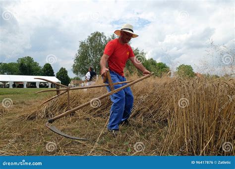 Farmer Harvesting Wheat with Scythe Editorial Photo - Image of grain, golden: 96417876