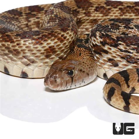 Gopher Snakes (Pituophis catenifer catenifer) For Sale - Underground ...