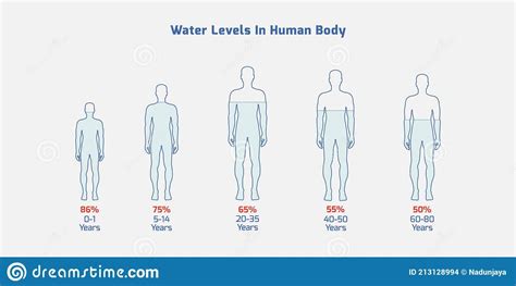 Water levels in human body in different ages- human age, water level,water percentage, Vector ...