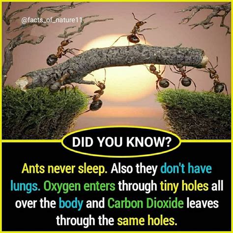 25 Likes, 1 Comments - facts_of _nature (@facts_of_nature11) on Instagram: “facts_of_nat… in ...