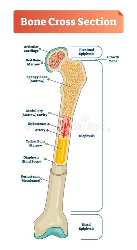 Vector illustration scheme of bone cross section. Diagram with articular cartilage, marrow ...