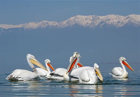 Dalmatian Pelican Photography - Greenwings Wildlife Holidays