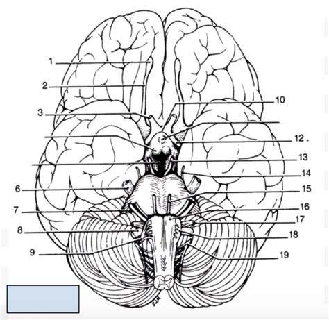 anatomy quiz- cranial nerves Diagram | Quizlet