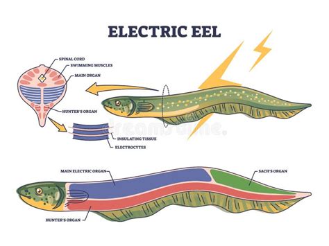 Electric Eel Anatomy As Fish Structure with Inner Organs Outline ...