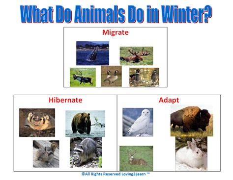 Challenges - Charts - Science Charts - What Do Animals Do in Winter?