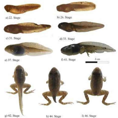 Mouth types of Rana macrocnemis larvae. | Download Scientific Diagram