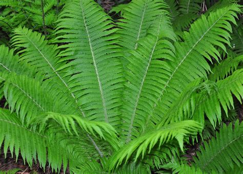 Landscape Spotlight: Ostrich Fern, ‘matteuccia struthiopteris’