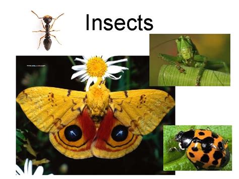 Insects Classification of Insects Kingdom Animalia Invertebrates Phylum