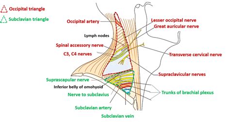 Posterior Triangle of Neck