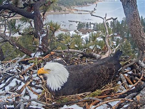 Big Bear Eagle Cam - Watch Nesting Bald Eagles Live | Outdoor SoCal