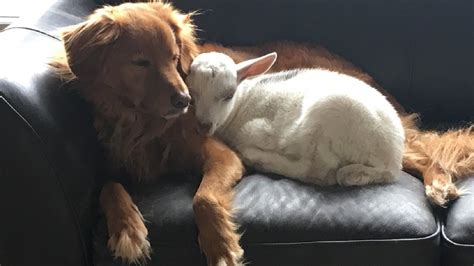 A Goat And His Dog Best Friend – Fresh Positivity