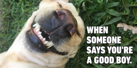 Dog Memes That Are Sure to Make You Smile | Reader's Digest Canada