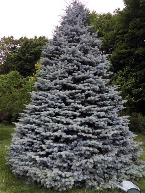 Abies concolor (Silver Fir) - This west coast native comes in varieties from the straight ...