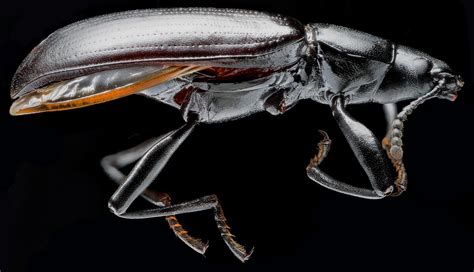 Black Beetle Profile View: This is my preserved black beetle that I staged for a focus-stacking ...