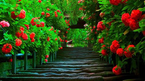 Beautiful Nature Love Wallpapers - Wallpaper Cave