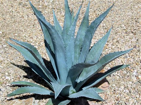 Agave americana (Century Plant) | World of Succulents | Agave plant ...