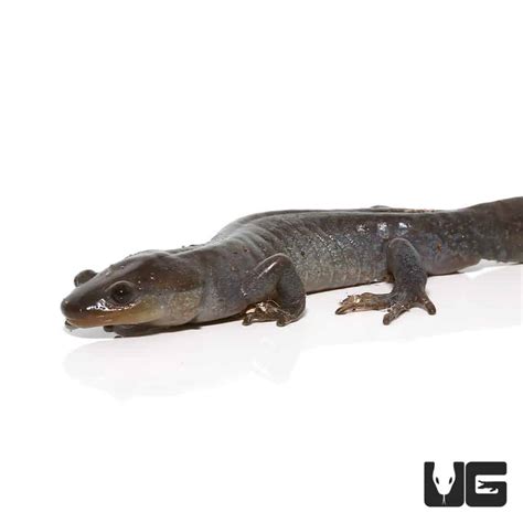 Jefferson Salamander (Ambystoma jeffersonianum) For Sale - Underground Reptiles