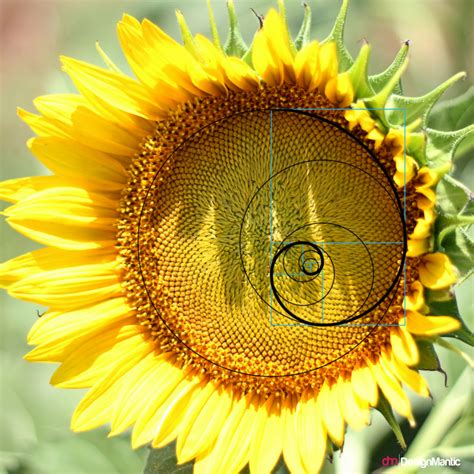 Golden Ratio In Nature