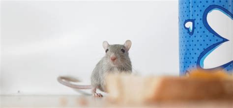 Facts About Rats: How Smart Are Rats? | Rentokil Indonesia