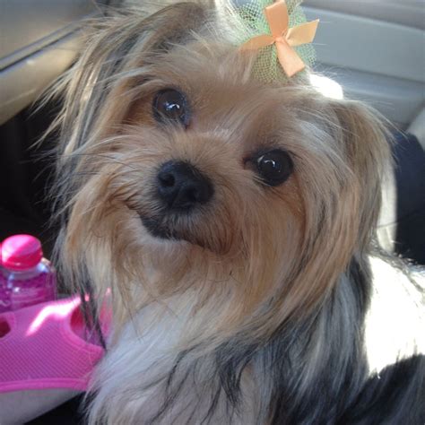 21 best Morkie cuts/grooming images on Pinterest | Yorkie, Yorkshire ...