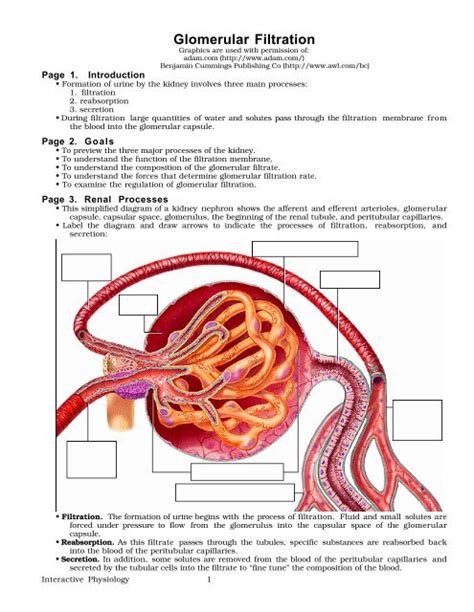 Glomerular Filtration - Winona State University