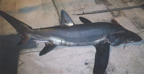 Bigeye Thresher Shark