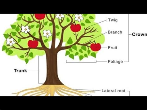 Parts of a tree, science olympiad foundation - YouTube