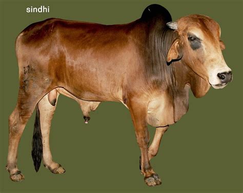 File:Red sindhi cattle.jpg - Biodiversity of India: A Wiki Resource for ...