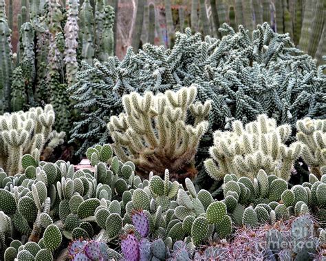 Cactus Field Photograph by Rebecca Margraf