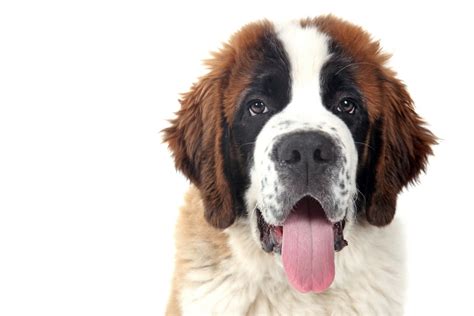 50 Best Large Dog Breeds - Best Big Dogs for Your Family - Parade Pets