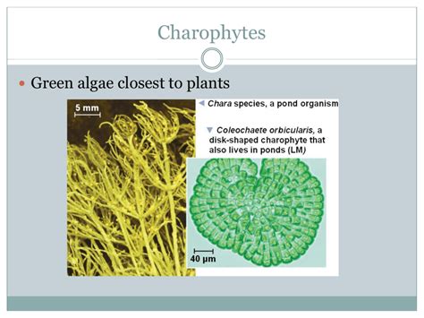 AP Biology Plant evolution notes