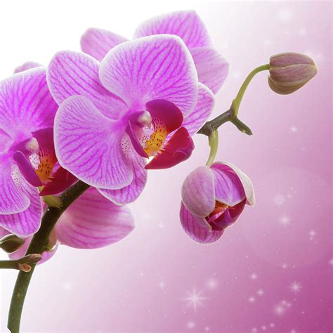 Pink orchid flower. Photograph by Irina Toloknovskaia - Fine Art America