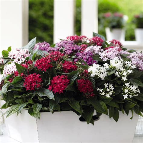 Pentas Seeds - Pentas Lanceeolata Star Flower Seed