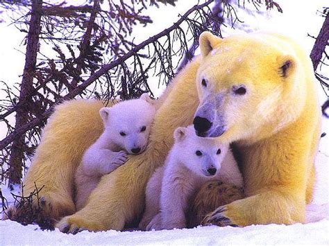 Polar Bear Family, snow, polar bear, HD wallpaper | Peakpx